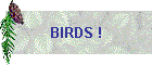 BIRDS !