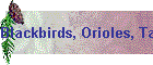 Blackbirds, Orioles, Tanagers
