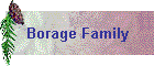Borage Family
