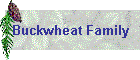 Buckwheat Family
