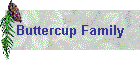 Buttercup Family