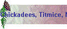 Chickadees, Titmice, Nuthatches
