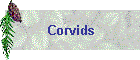 Corvids