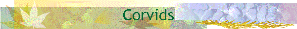 Corvids