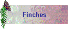 Finches