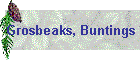Grosbeaks, Buntings