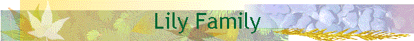 Lily Family