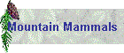 Mountain Mammals