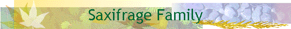 Saxifrage Family