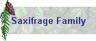 Saxifrage Family