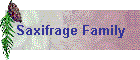 Saxifrage Family