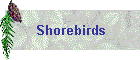 Shorebirds