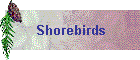 Shorebirds