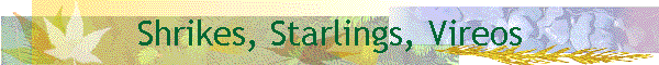 Shrikes, Starlings, Vireos