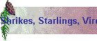 Shrikes, Starlings, Vireos