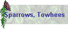 Sparrows, Towhees