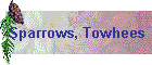 Sparrows, Towhees