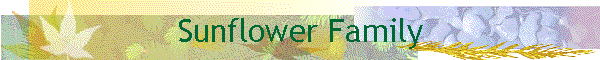 Sunflower Family