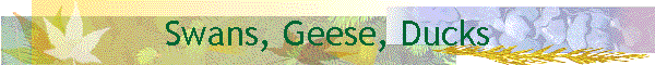 Swans, Geese, Ducks
