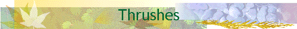 Thrushes