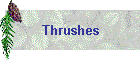 Thrushes