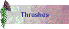 Thrushes