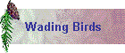 Wading Birds