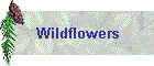 Wildflowers