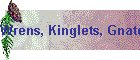 Wrens, Kinglets, Gnatcatchers